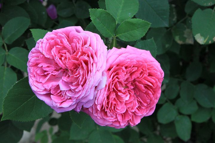 Two large pink roses on dark green bush