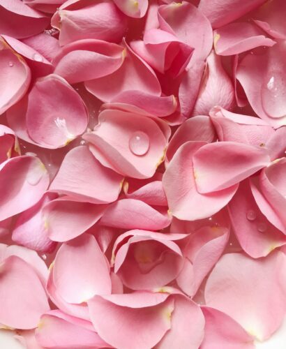 Pink rose petals with drops of water